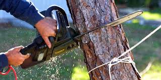 Professional Tree Services in Wilkshire Hills, OH